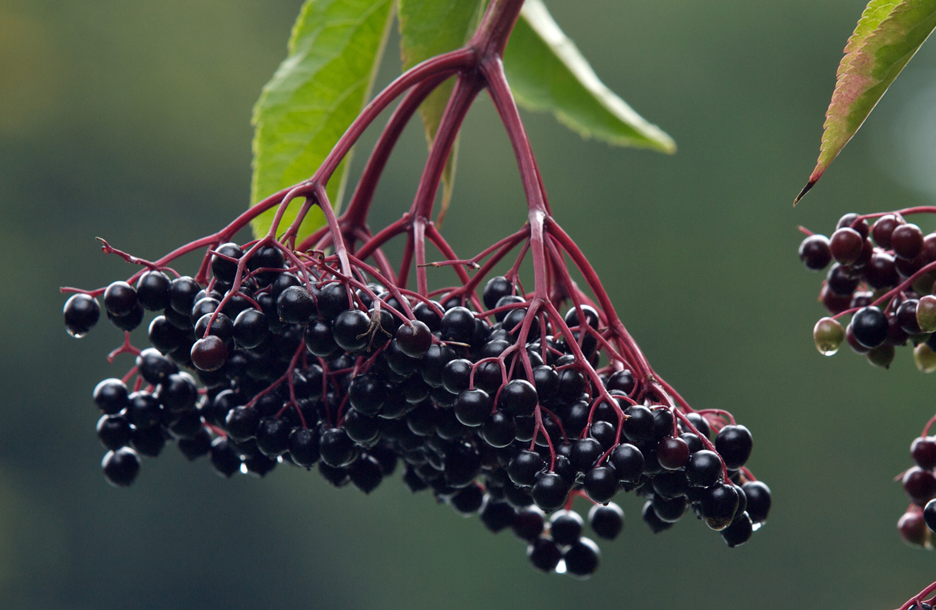 Studies back Elderberry’s ability to help the body fight infection